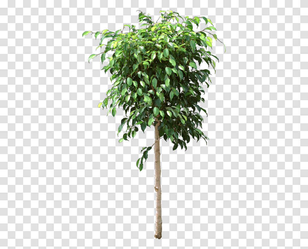 The Original Indoor Ficus Ficus Benjamina Lost Leaves Ficus Tree, Plant, Leaf, Tree Trunk, Annonaceae Transparent Png