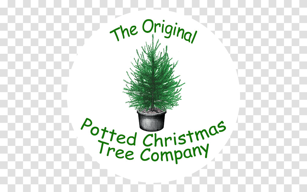 The Original Potted Christmas Tree Company Christmas, Plant, Pine, Conifer, Ornament Transparent Png
