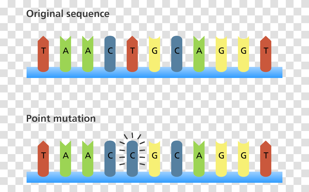 The Original Sequence Reads Taactgc Mutation Biology, Number, Xylophone Transparent Png