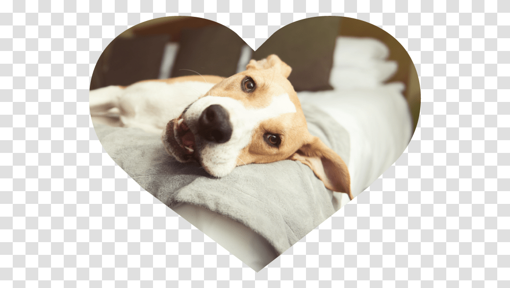 The Perfect Pooch Nyc Hotels, Dog, Pet, Canine, Animal Transparent Png