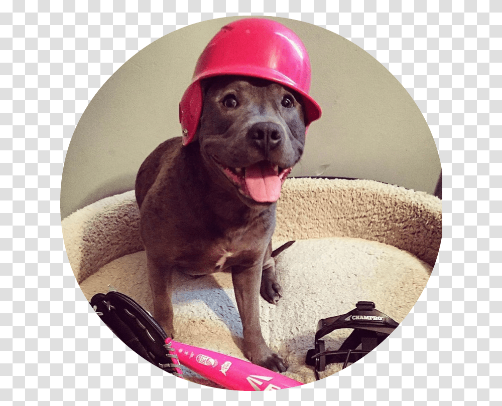 The Pitbull Protectors Hard, Clothing, Helmet, Dog, Pet Transparent Png