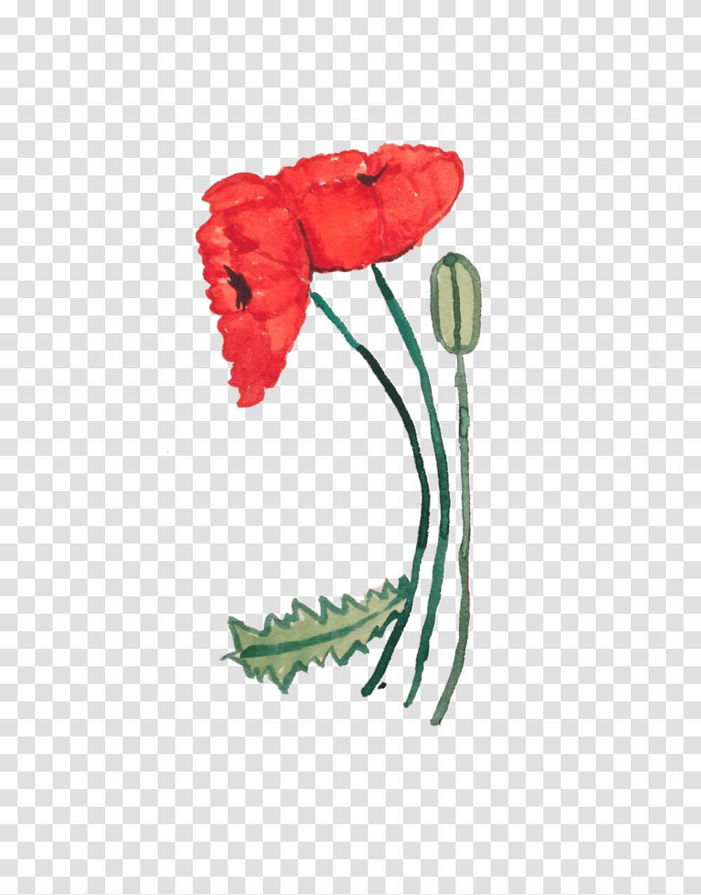 The Poppy The Peony Charmellow, Plant, Flower, Blossom, Tulip Transparent Png