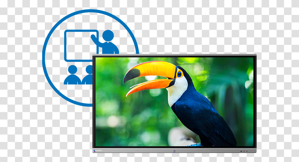 The Procolor Interactive Flat Panel Display By Boxlight Amazon Rainforest With Animals, Bird, Beak, Vegetation, Land Transparent Png