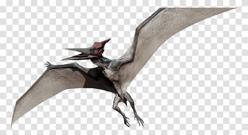 The Pteranodon Looks Awful Jurassic Park Flying Dinosaur Name, Bird, Animal, Mammal, Bat Transparent Png