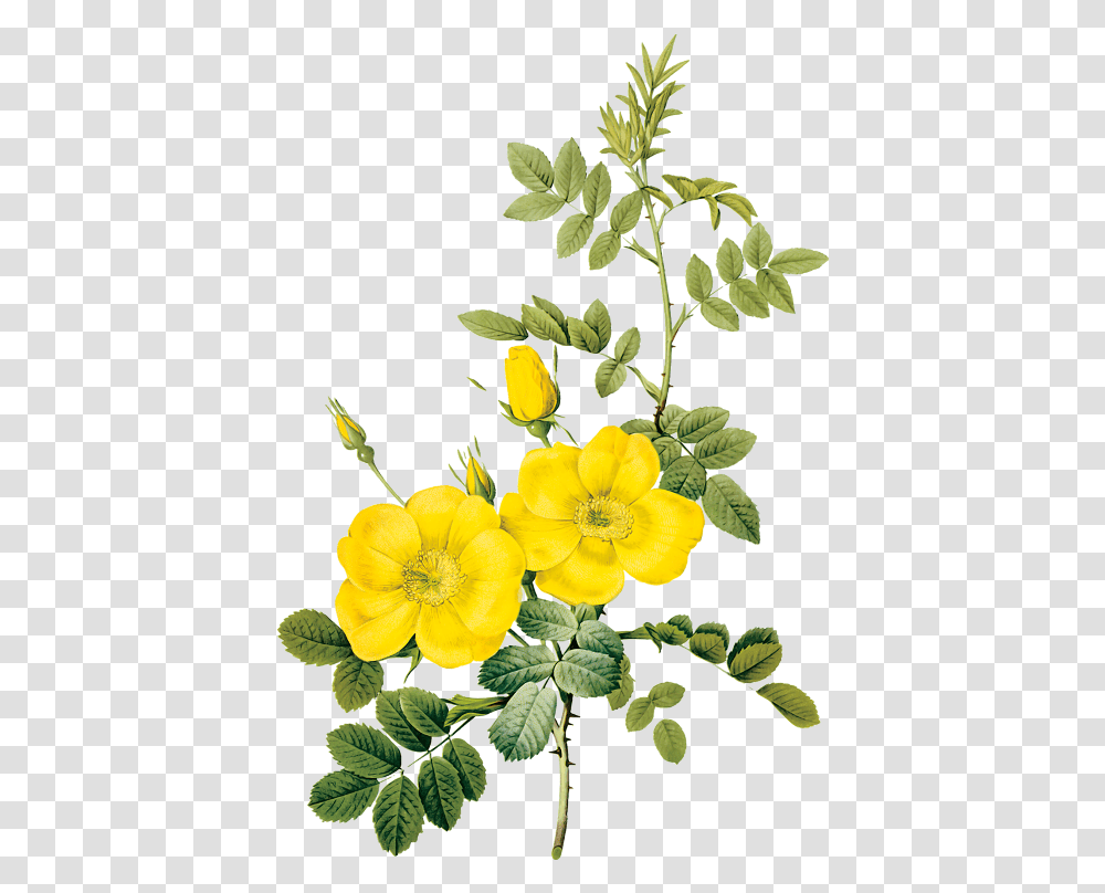 The Raphael Of Flowers Pierre Joseph Redoute Art Kaleidoscope Yellow Flower Painting, Plant, Leaf, Petal, Acanthaceae Transparent Png