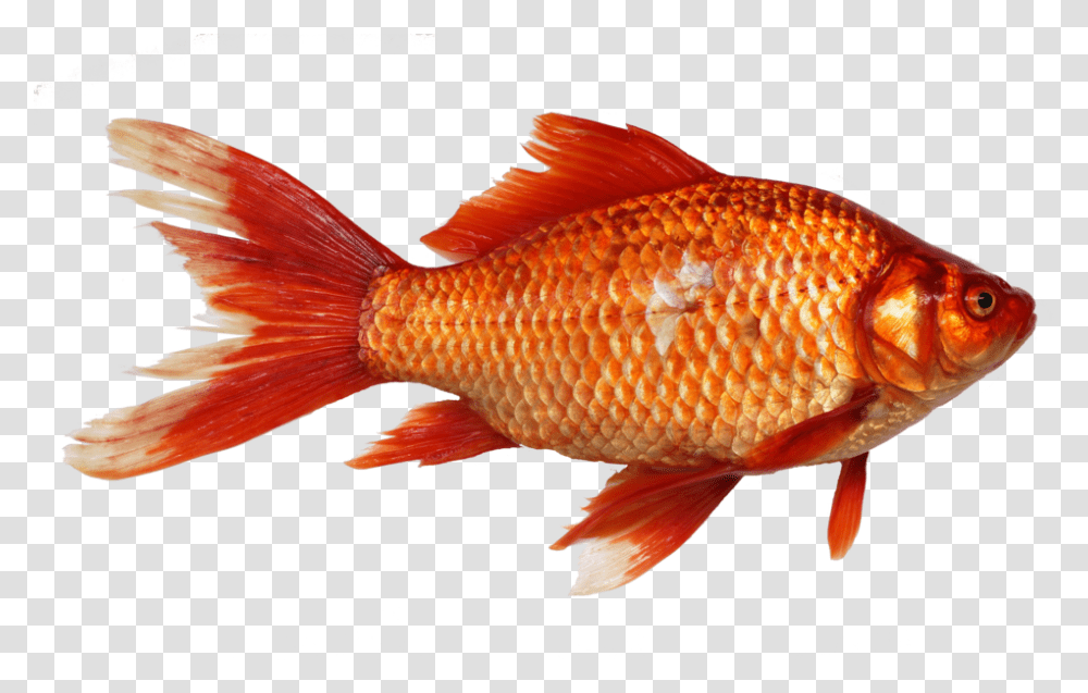 The Real Animal That Magikarp & Gyarados Are Based Upon Image Of Fish, Goldfish Transparent Png