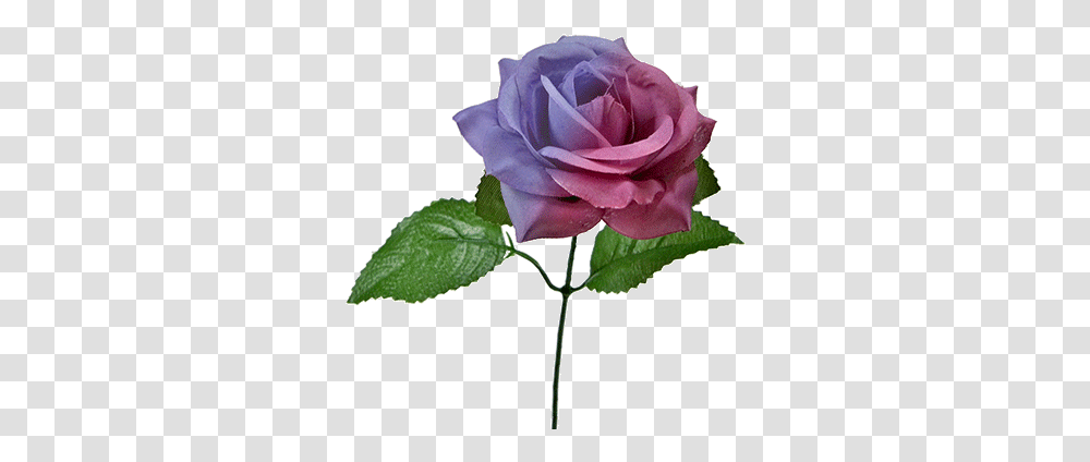 The Real Color Changing Flower By Jl Magic Real Color Changing Flower Magic, Rose, Plant, Blossom, Petal Transparent Png