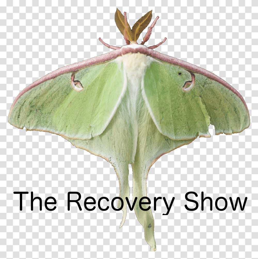 The Recovery Show Recovery Show Podcast, Insect, Invertebrate, Animal, Butterfly Transparent Png