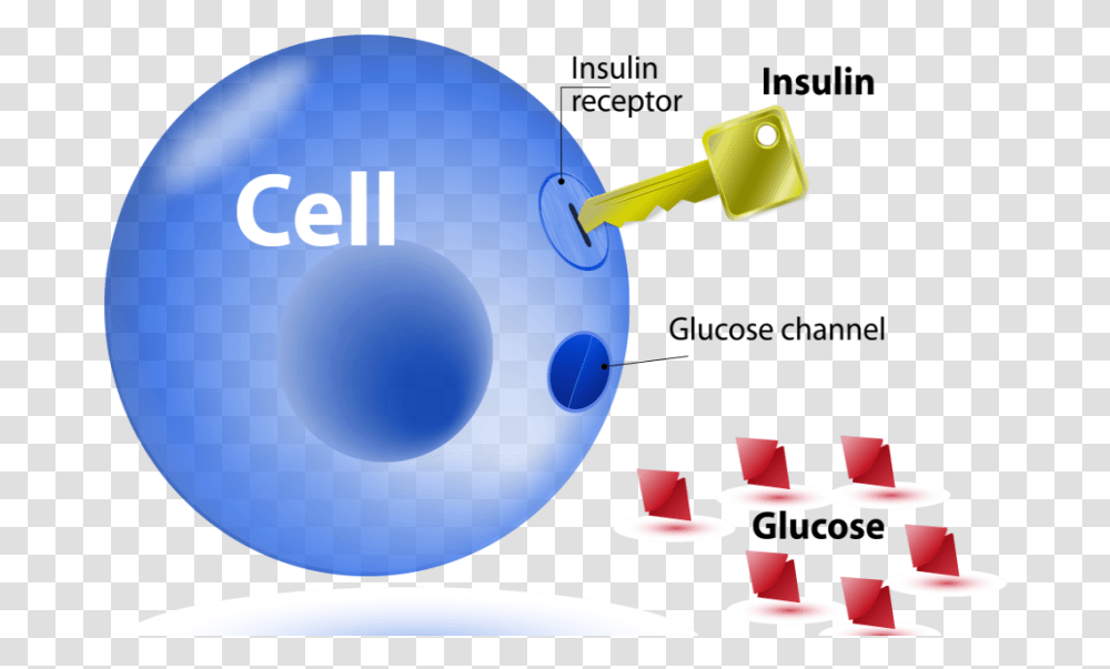 The Relationship Between Insulin Resistance And Lipids Insulin Glucose Cell Key, Sphere, Ball, Balloon Transparent Png