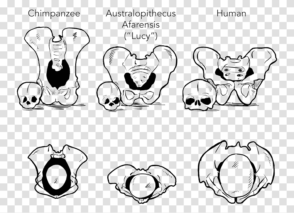 The Relative Sizes Of Female Pelvises And Infant Heads Cartoon, Stencil, Poster, Advertisement Transparent Png