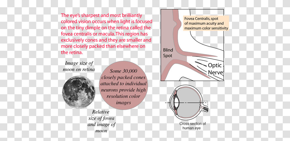The Retina Of Human Eye Fovea Centralis Contains, Poster, Advertisement, Flyer, Paper Transparent Png