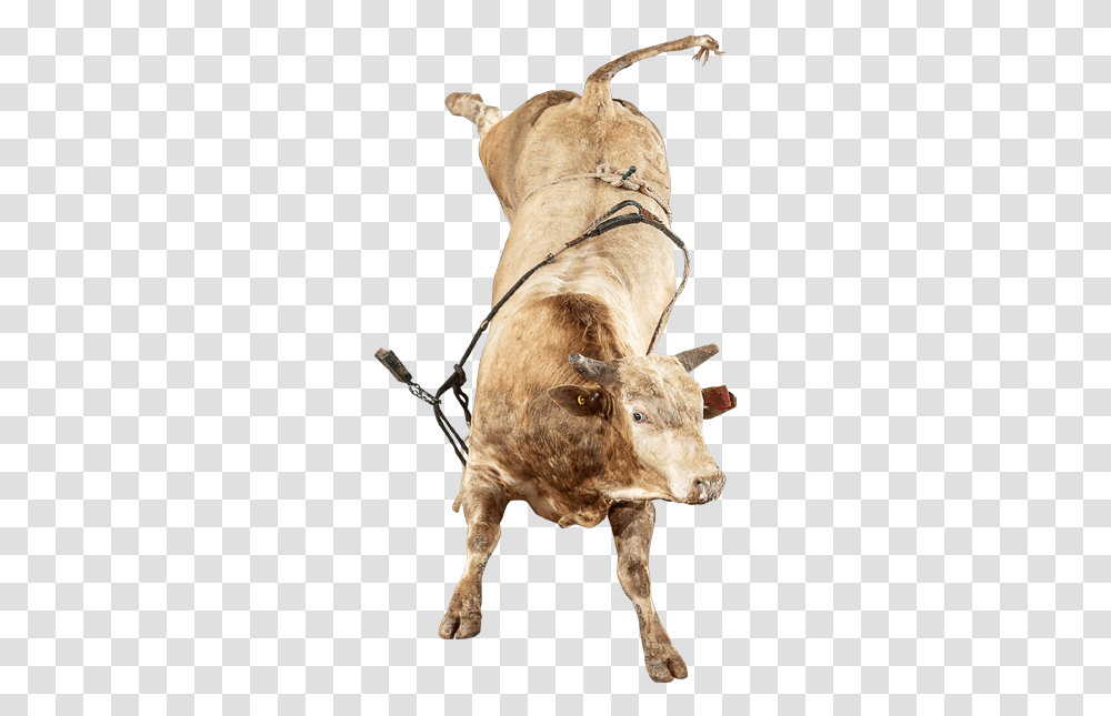 The Right Stuff Bull, Mammal, Animal, Cow, Cattle Transparent Png