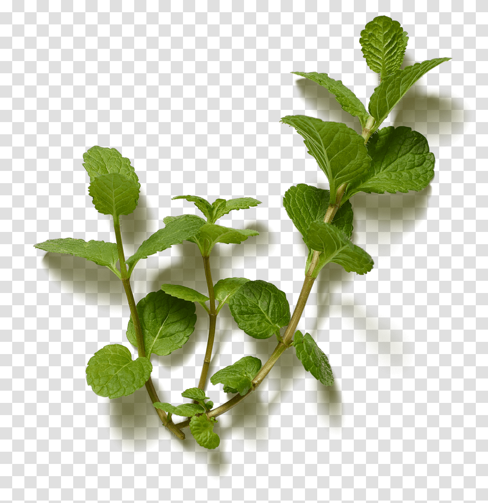 The Ritual Of Hammam Organic Tea Twig, Plant, Potted Plant, Vase, Jar Transparent Png