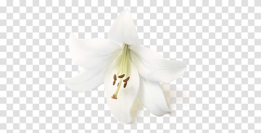 The Ritual Of Holi Shower Foam Flower Tiger Lily, Plant, Blossom, Person, Human Transparent Png
