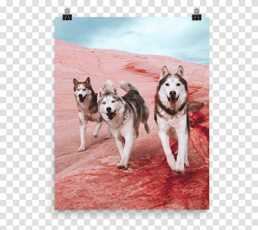 The Rock Poster Canadian Eskimo Dog, Pet, Canine, Animal, Mammal Transparent Png