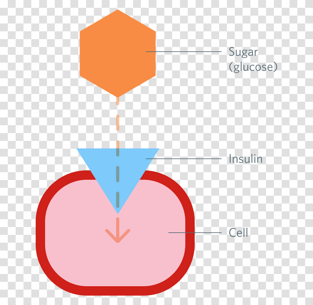 The Role Of Insulin Insulin Attached To Cell, Pattern, Plot, Triangle, Diagram Transparent Png