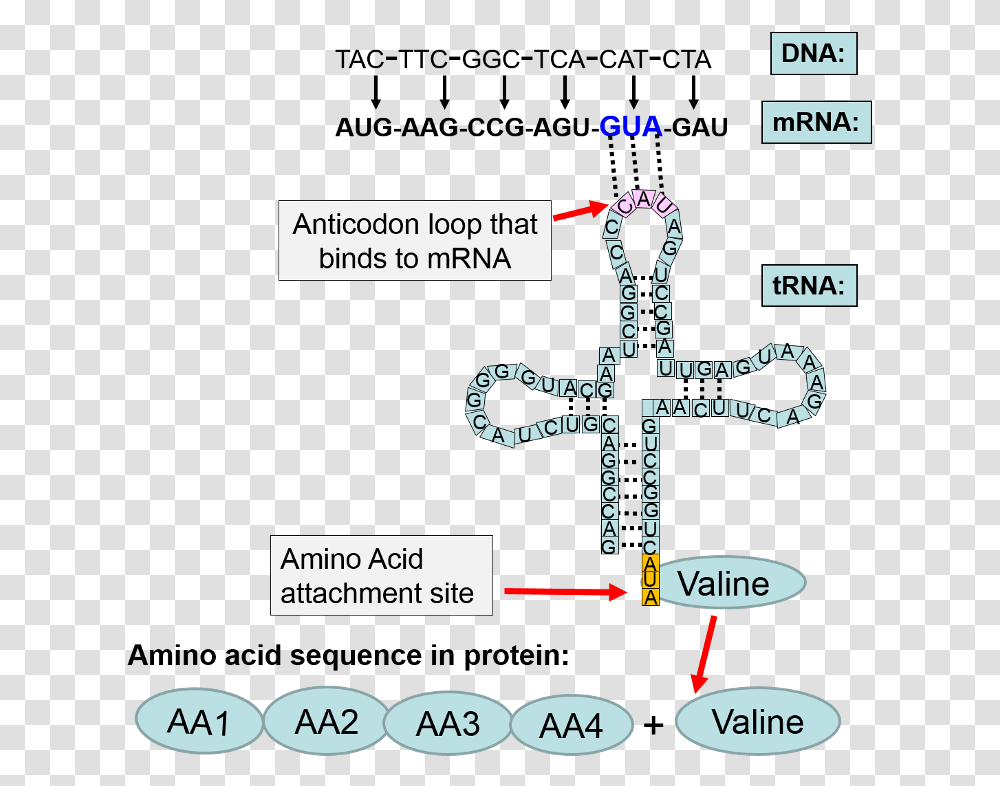The Sequence Of Coding Events From The Dna Coding Strand Translation, Plot, Diagram, Number Transparent Png