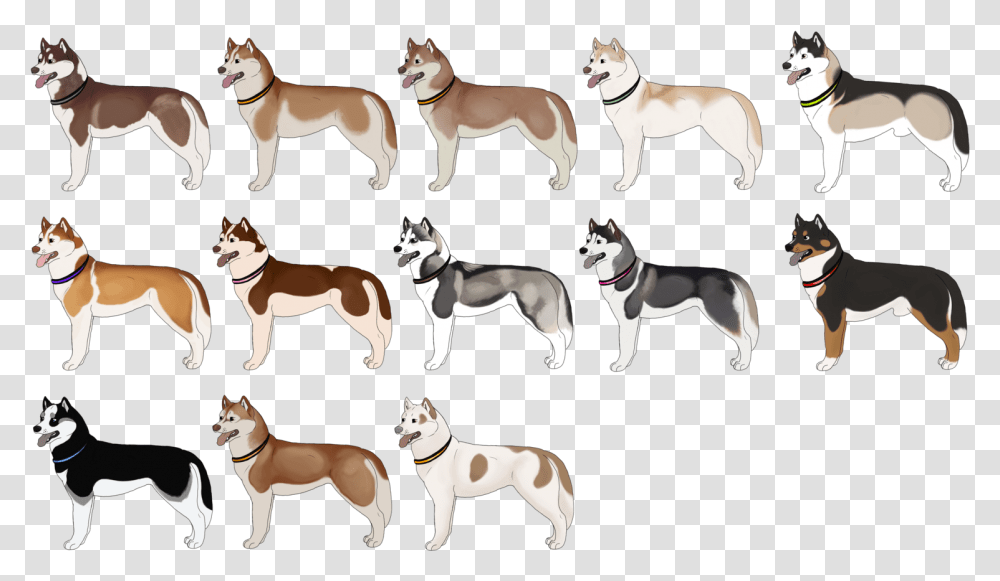 The Siberian Husky Italian Greyhound Pit Bull Siberian Husky Colori Bianco, Dog, Pet, Canine, Animal Transparent Png