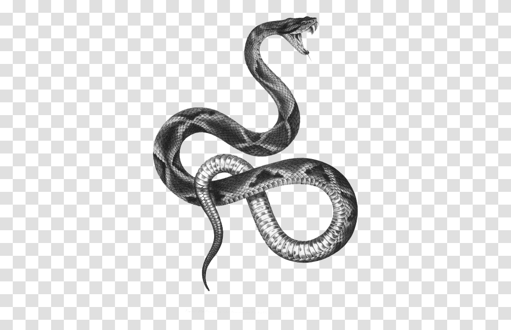 The Snakes Of Australia Tattoo Artist Black And Gray, Reptile, Animal Transparent Png