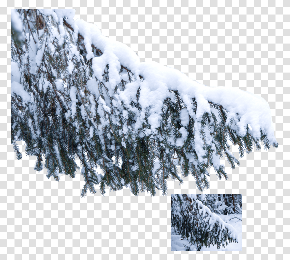 The Snow On The Tree Snow Branch, Nature, Ice, Outdoors, Frost Transparent Png