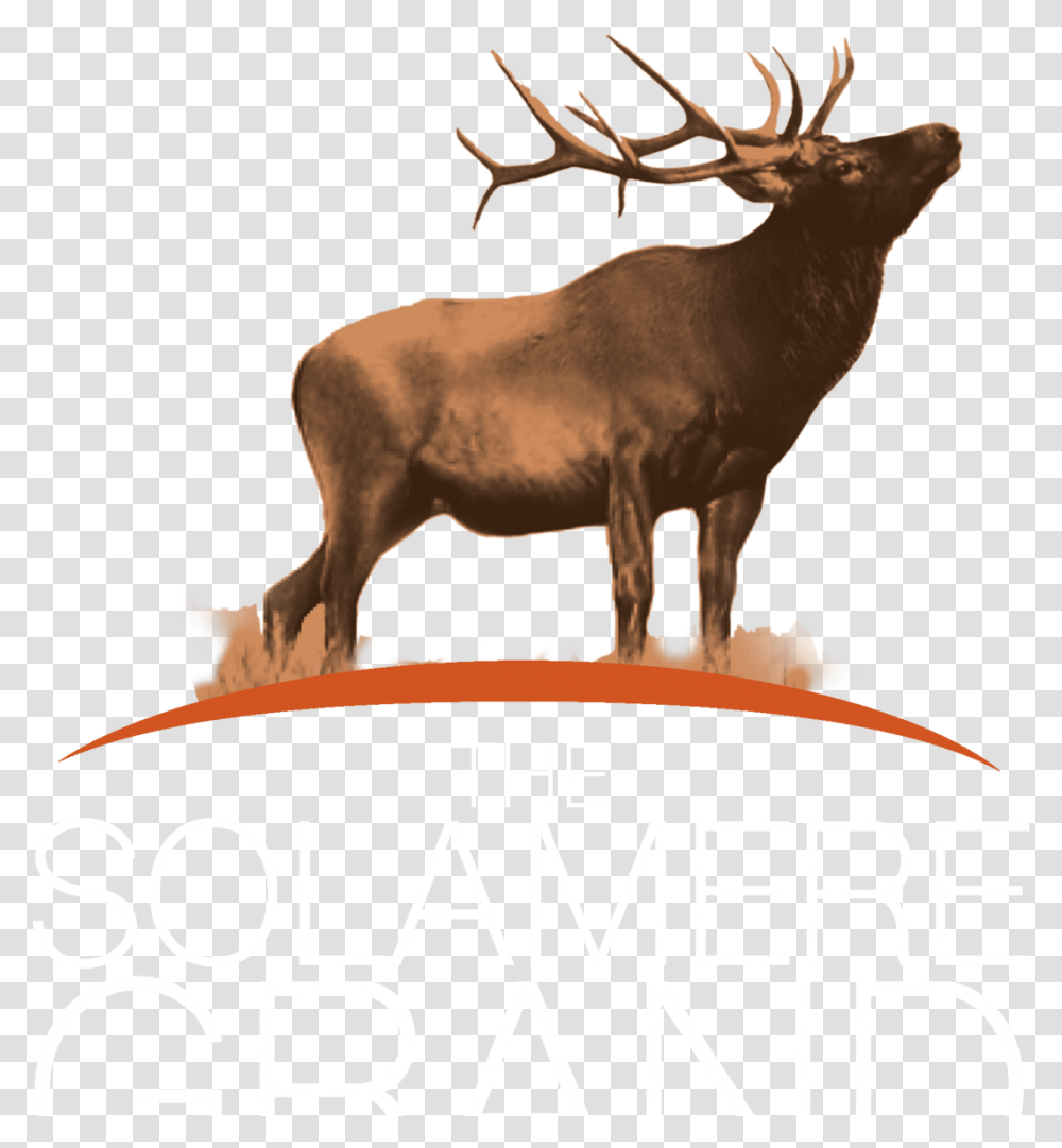 The Solamere Grand Elk, Deer, Wildlife, Mammal, Animal Transparent Png