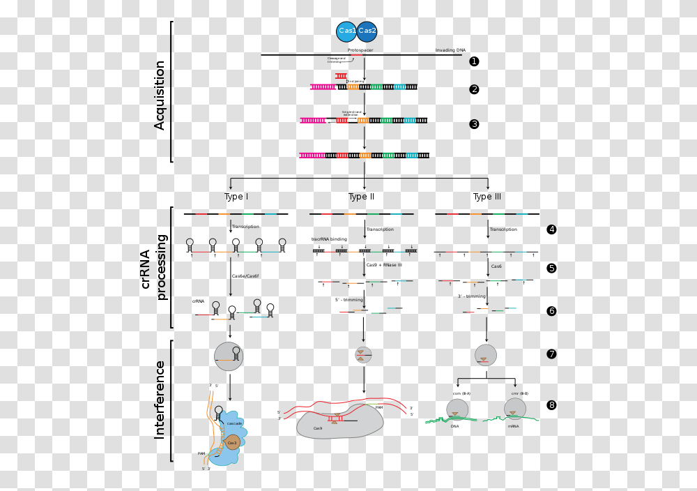 The Stages Of Crispr Immunity Similarities Between Rnai And Crispr, Pac Man, Scoreboard Transparent Png