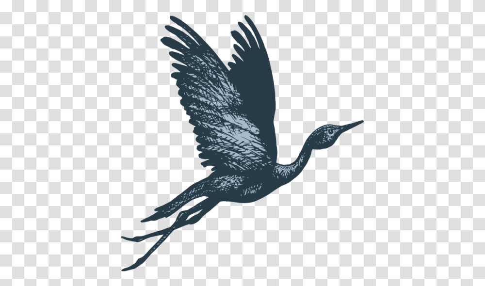 The Story Behind Blue Crane Blue Crane Bird Flying, Waterfowl, Animal, Stork, Cormorant Transparent Png