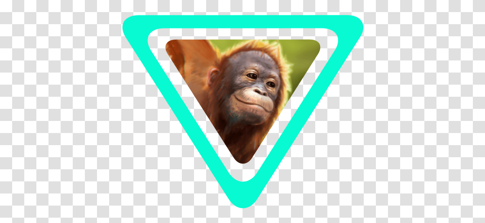 The Story Of Wildeverse Macaque, Animal, Mammal, Wildlife, Ape Transparent Png