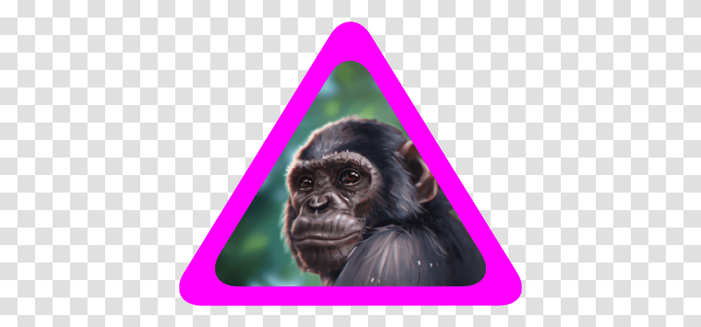 The Story Of Wildeverse Monkey, Ape, Wildlife, Mammal, Animal Transparent Png