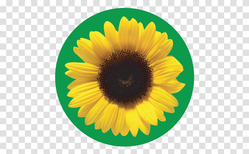 The Sunflower Icons Sunflower Hidden Disabilities, Plant, Blossom, Daisy, Daisies Transparent Png