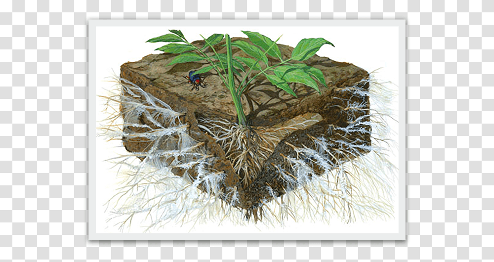 The Term Mycorrhiza Refers To The Role Of The Fungi Effects Of Soil Acidification, Plant, Leaf, Painting, Root Transparent Png