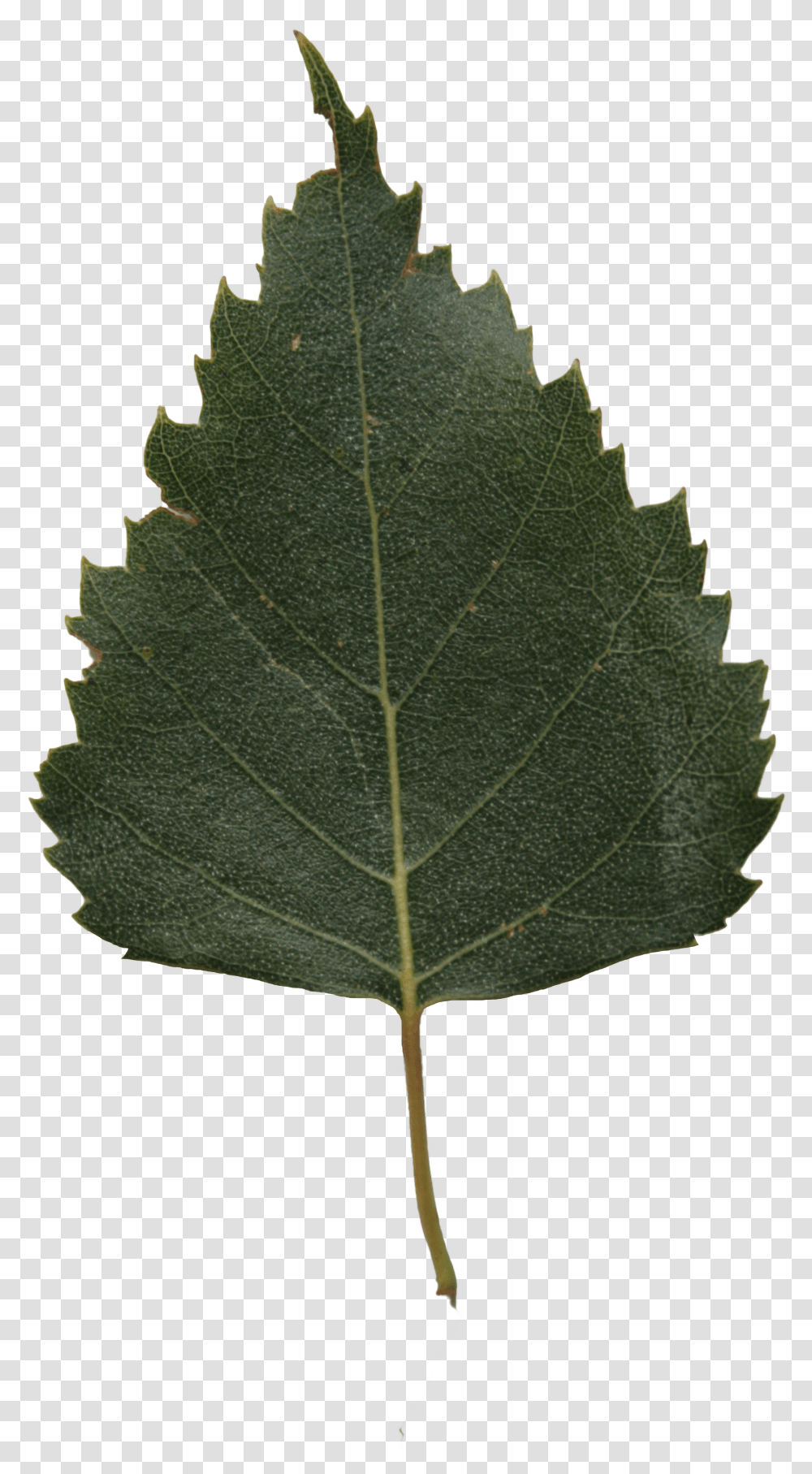 The Texture Of The Foliage Birch Tree Leaf Transparent Png