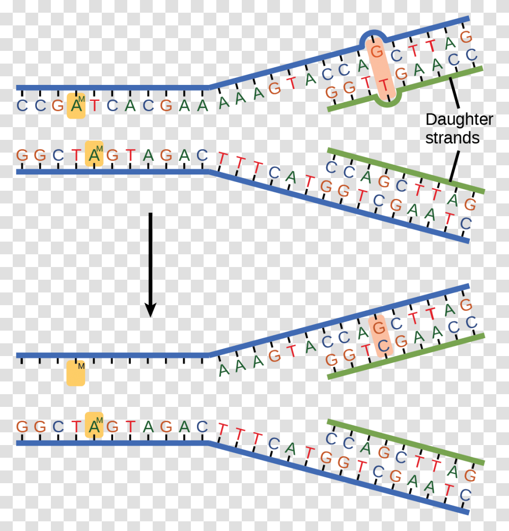 The Top Illustration Shows A Replicated Dna Strand Dna Replication Mistakes, Word, Plot, Number Transparent Png
