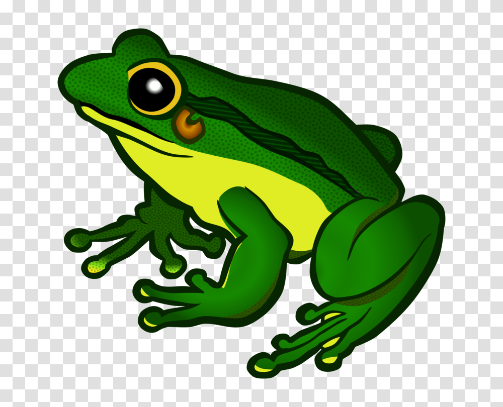 The Tree Frog Amphibian Download, Wildlife, Animal, Lobster, Seafood Transparent Png