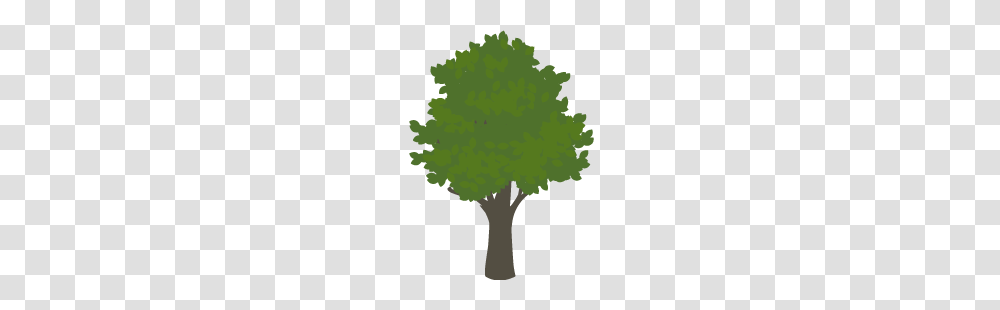 The Tree Hub, Plant, Tree Trunk, Green Transparent Png