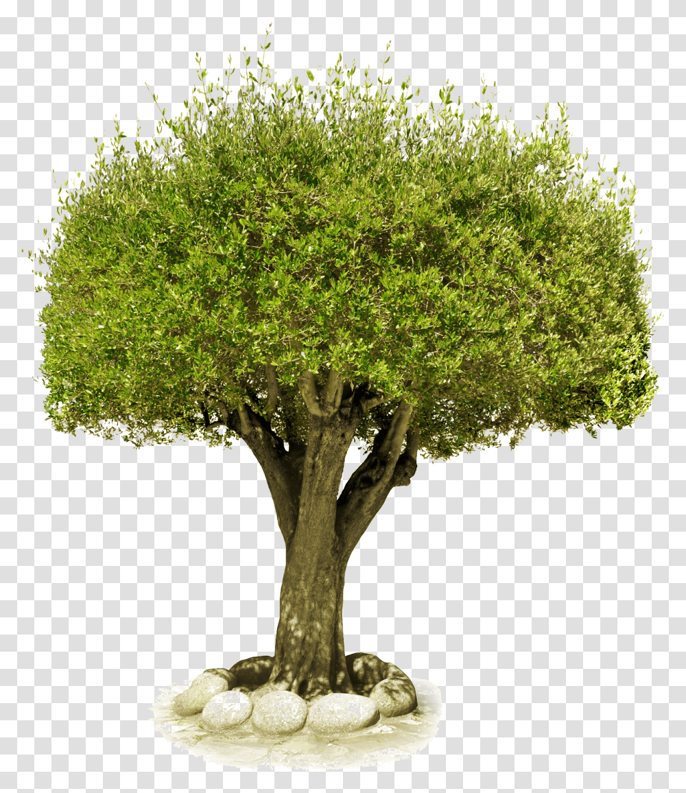 The Tree Of Life V47 Picture 1300x1800 Pix Bible Verses For Marijuana, Plant, Bush, Vegetation, Potted Plant Transparent Png