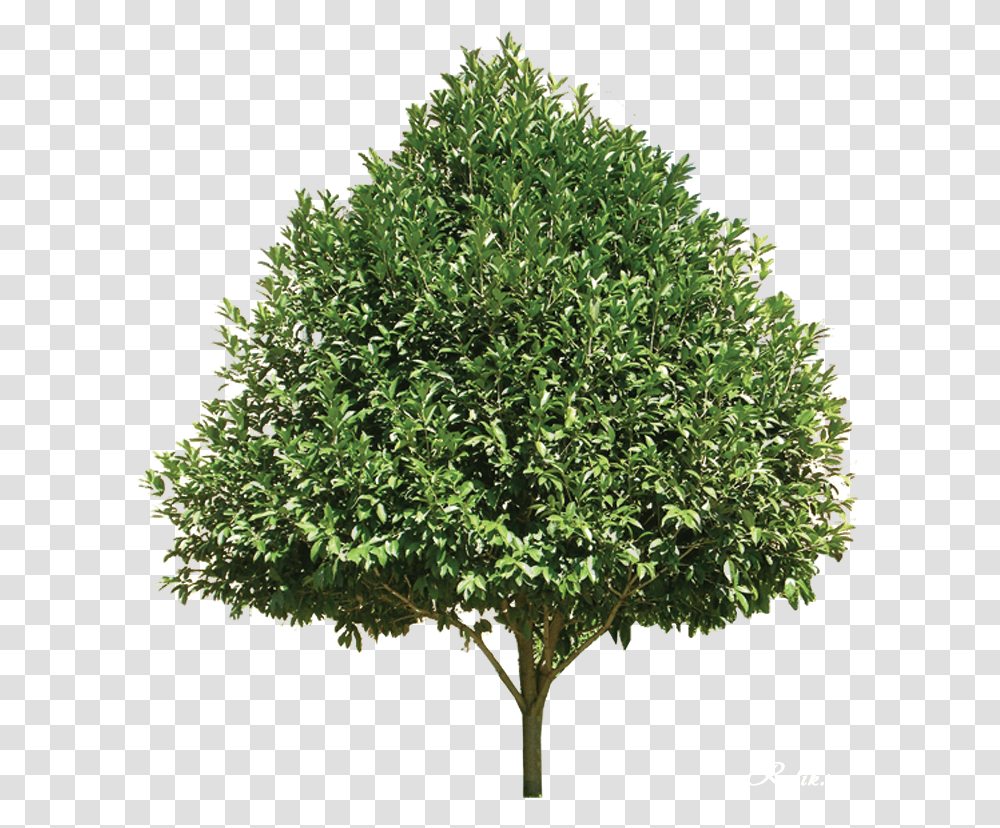 The Trees In The Garden Oo 36 Sweet Gum Tree, Plant, Bush, Vegetation, Maple Transparent Png