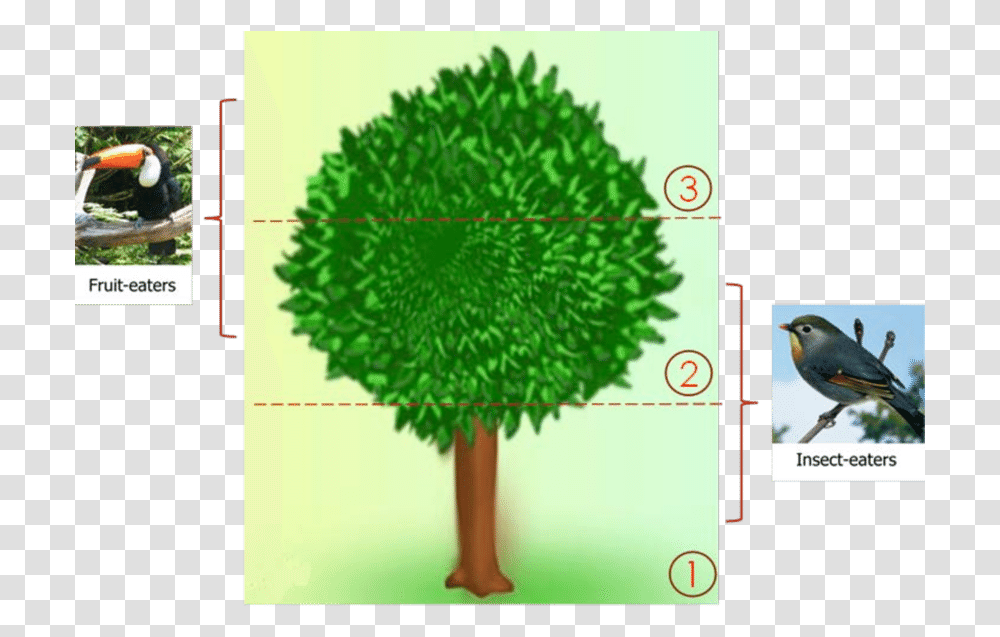 The Usage Of The Neem Tree Illustration, Bird, Plant, Vegetation Transparent Png