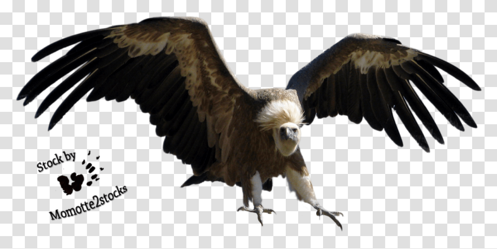 The Vulture 2 Image Vulture Bird, Animal, Condor, Eagle, Flying Transparent Png