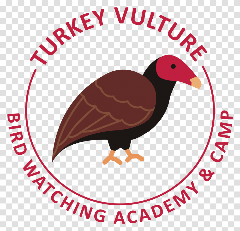 The Vulture Turkey Vulture, Bird, Animal, Condor, Poster Transparent Png