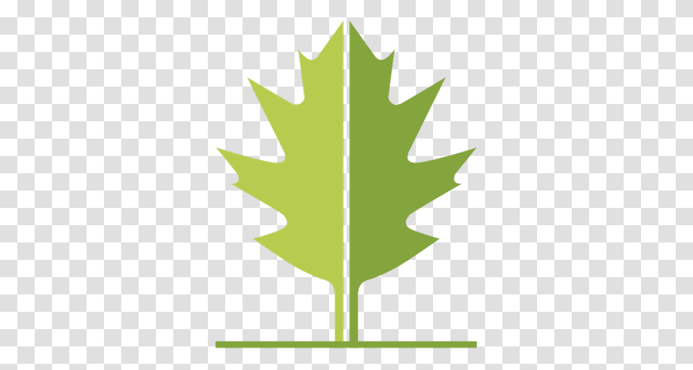 The Warren Land Trust, Leaf, Plant, Maple Leaf, Tree Transparent Png