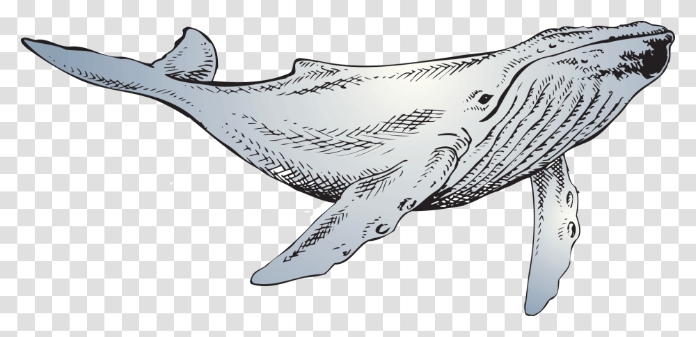 The Whale Line Art, Sea Life, Animal, Fish, Shark Transparent Png