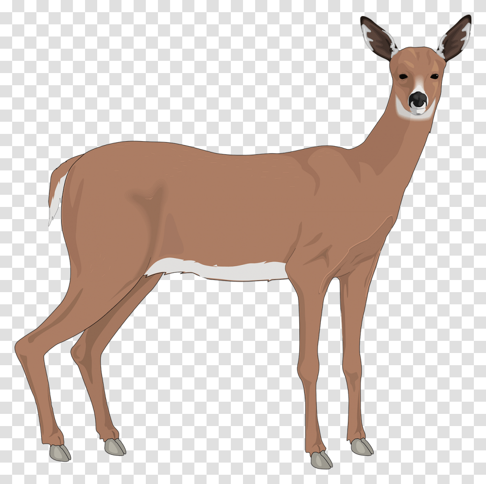 The White Tailed Deer Reindeer Clip Art Doe Clipart, Wildlife, Animal, Antelope, Mammal Transparent Png