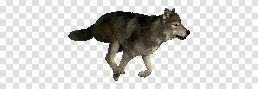 The Wolfclan Animated Gif Wolf Running, Mammal, Animal, Coyote, Red Wolf Transparent Png