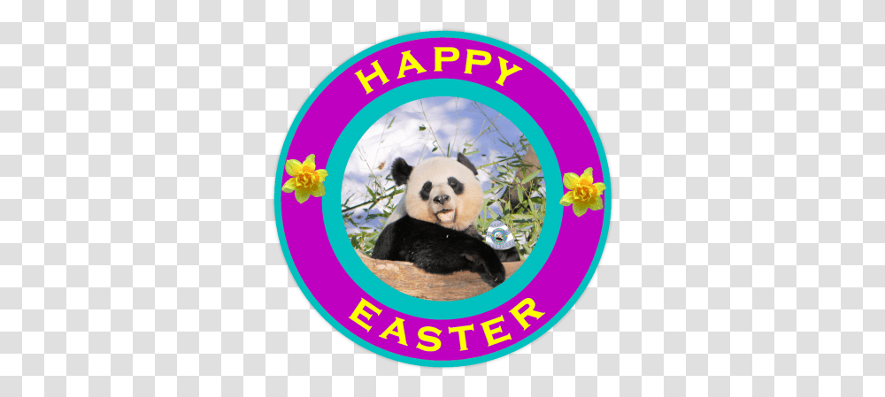 The Year Of Panda Happyeaster My Pandas Youth Parliament, Giant Panda, Bear, Wildlife, Mammal Transparent Png