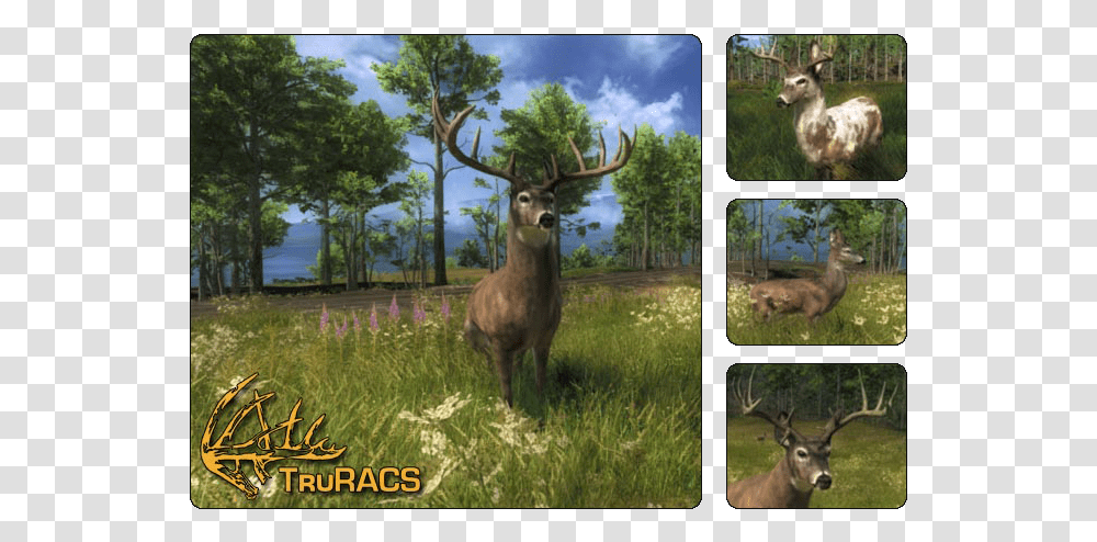 Thehunter Wikia Elk, Antelope, Wildlife, Mammal, Animal Transparent Png
