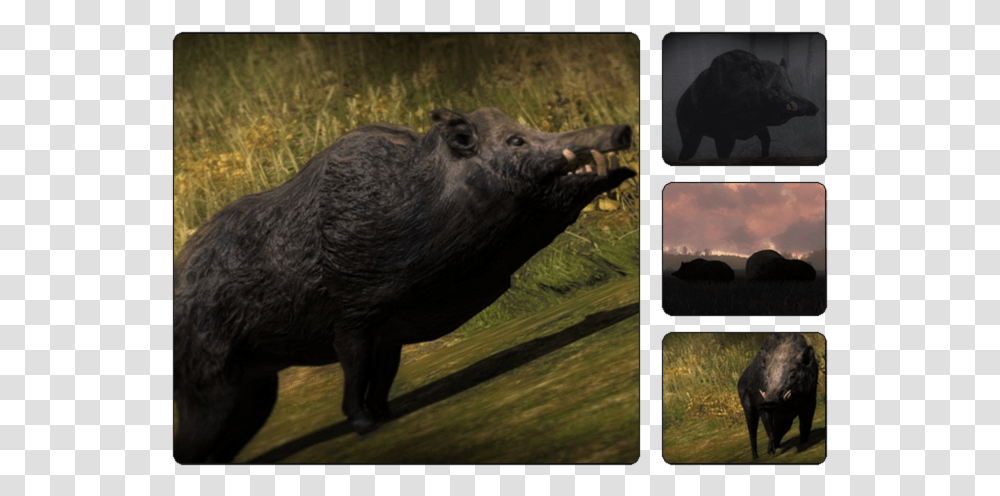 Thehunter Wikia Hunter Call Of The Wild Boar, Hog, Pig, Mammal, Animal Transparent Png