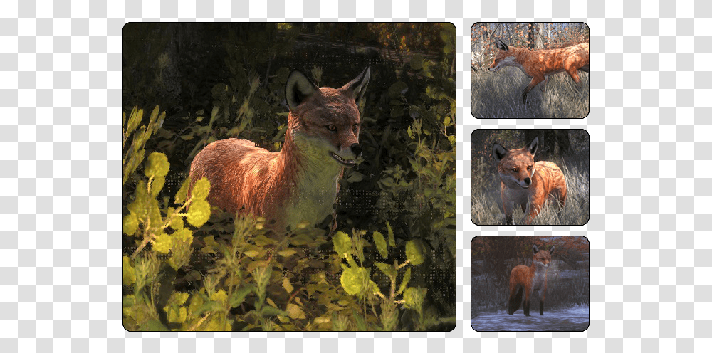 Thehunter Wikia Hunter Call Of The Wild Red Fox, Kangaroo, Mammal, Animal, Collage Transparent Png