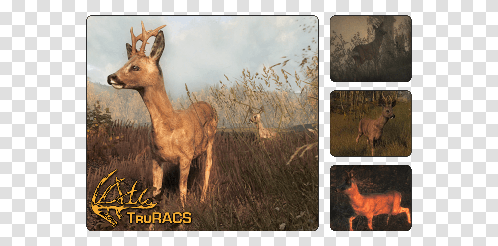 Thehunter Wikia Hunter Call Of The Wild Roe Deer, Antelope, Wildlife, Mammal, Animal Transparent Png