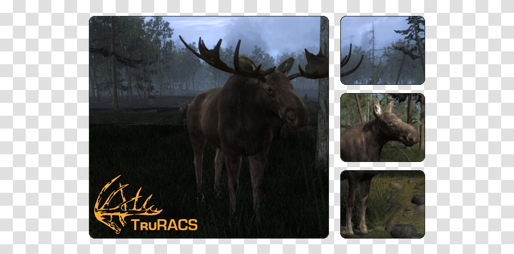 Thehunter Wikia Hunter Classic Moose, Cow, Cattle, Mammal, Animal Transparent Png
